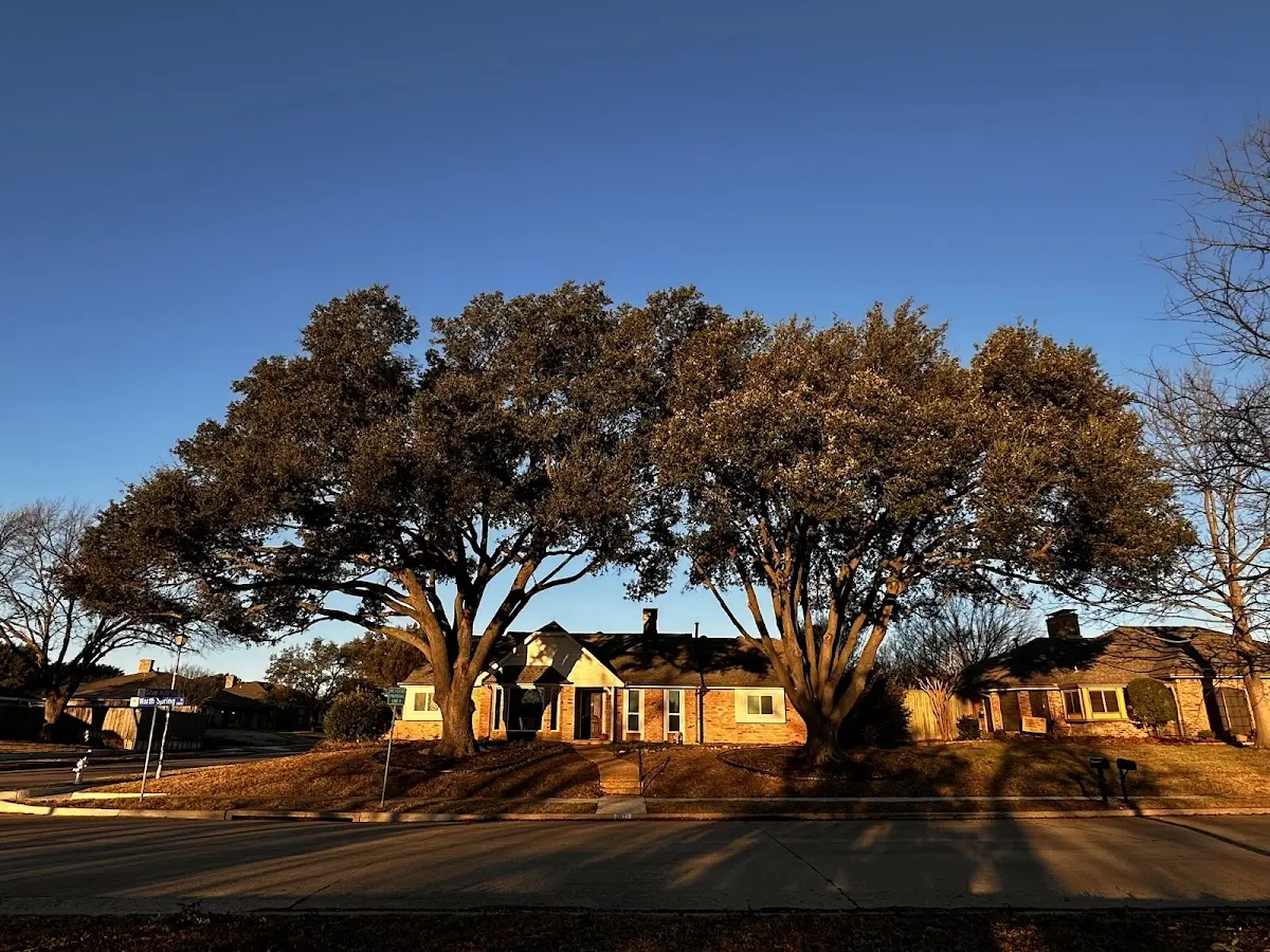 Established residential canopy tree shading a home in Canton